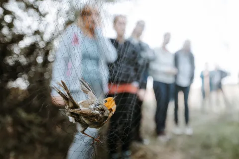 Blog - Tömördi madárvárta